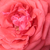 Oranžová - Záhonová ruža - grandiflora - floribunda - Duftwolke®
